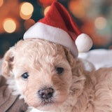 🎅Early Christmas Free Shipping🎁- Christmas Pet Santa Hat