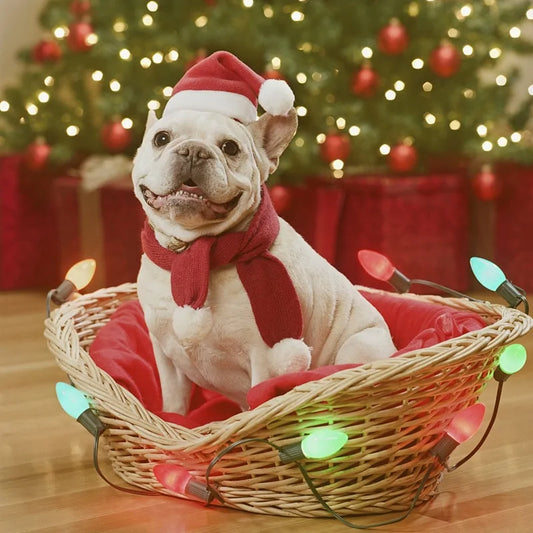 🎅Early Christmas Free Shipping🎁- Christmas Pet Santa Hat